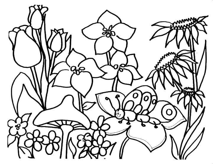 Розмальовки  Гусеничка повзе по квітці. Завантажити розмальовку квіти, гусениці, гусеничка, гриби.  Роздрукувати ,Квіти,