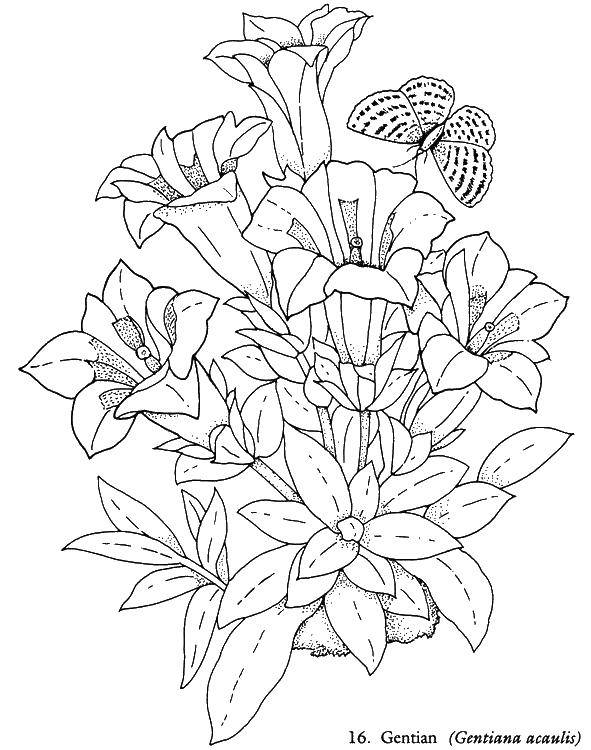 Название: Раскраска Гентиана. Категория: Цветы. Теги: цветы, гентиана.