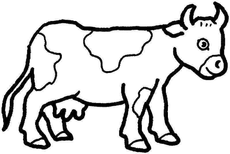 Coloring A cow with spots. Category animals. Tags:  animals, cow.