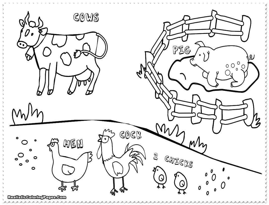 Название: Раскраска Курочки, свинка и корова. Категория: животные. Теги: животные, курицы, свинка, корова.