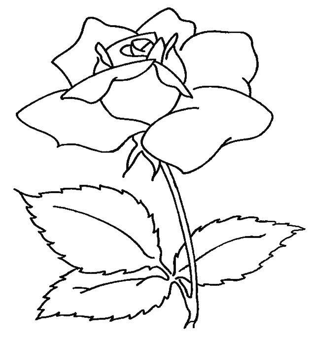 Название: Раскраска Одна роза. Категория: цветы. Теги: розы, цветы, роза.