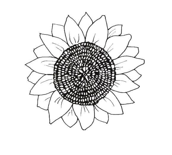 Coloring Sunflower. Category Flowers. Tags:  flowers, sunflower, sunflowers.
