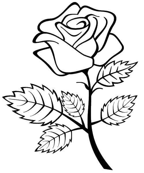 Название: Раскраска Прекрасная роза. Категория: Цветы. Теги: роза, цветы, растения, розы.