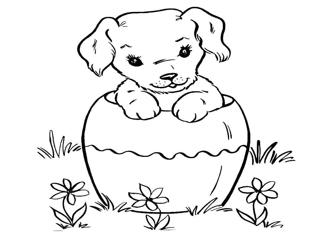 Coloring Dog. Category dogs. Tags:  dogs, animals, dog.