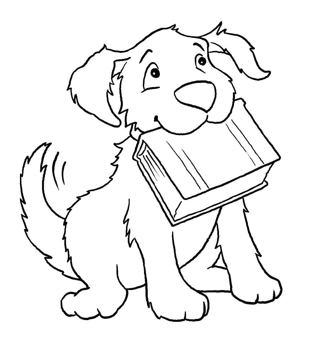 Название: Раскраска Собака с книгой в зубах. Категория: Животные. Теги: животные, собаки, книга, песик.
