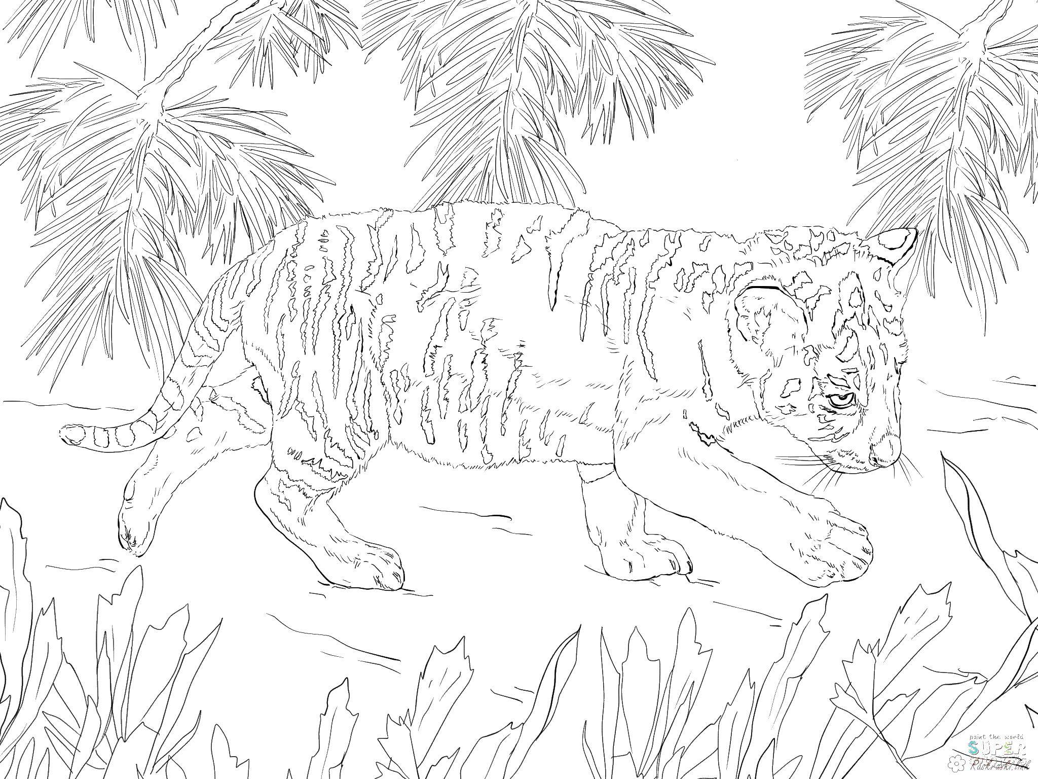 Название: Раскраска Тигр. Категория: Животные. Теги: Тигр.