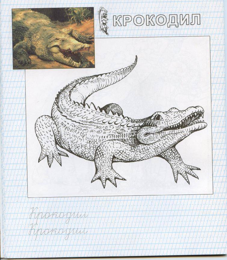 Coloring Alligator. Category zoo. Tags:  alligator.