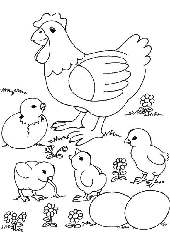 Coloring Hen and chickens. Category birds. Tags:  a hen, chickens, eggs.