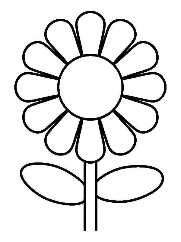Coloring Daisy. Category Flowers. Tags:  flowers, chamomile.