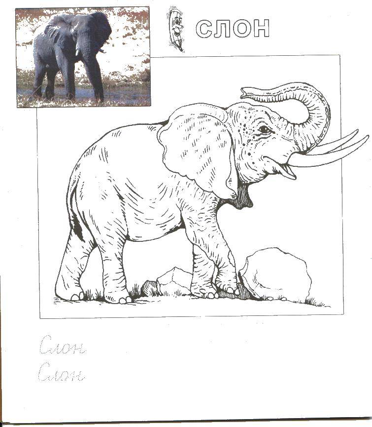 Coloring Elephant. Category zoo. Tags:  Elephant.