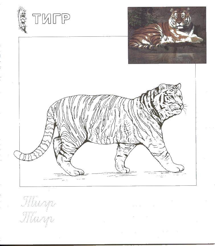 Название: Раскраска Тигр. Категория: зоопарк. Теги: Тигр.