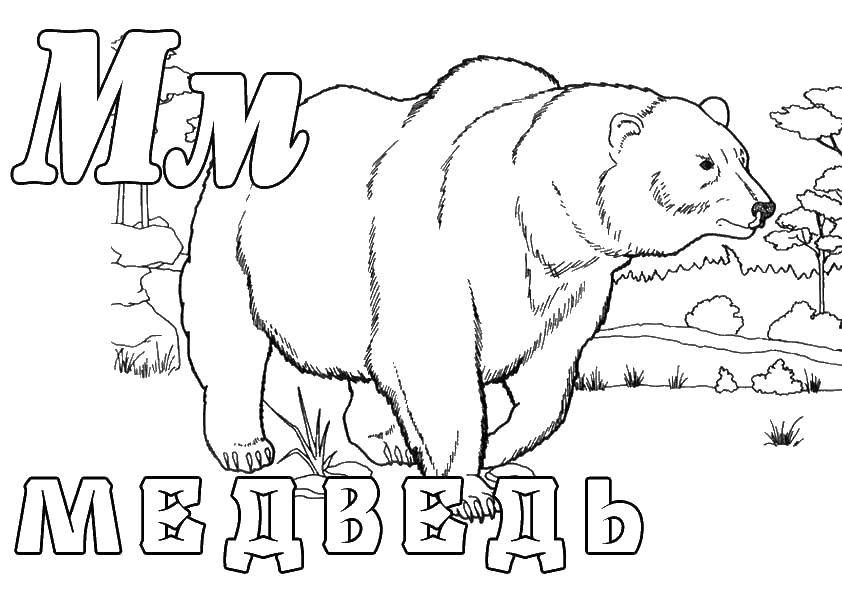 Название: Раскраска Медведь. Категория: зоопарк. Теги: медведь.