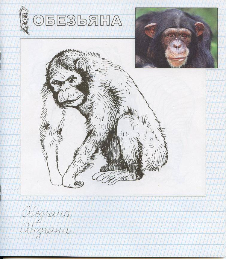 Coloring Obezyanka. Category zoo. Tags:  Obezyana.