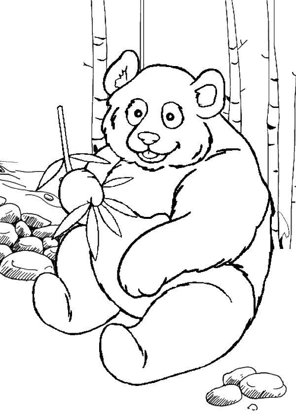 Название: Раскраска Панда ест бамбук. Категория: животные. Теги: животные, панда.