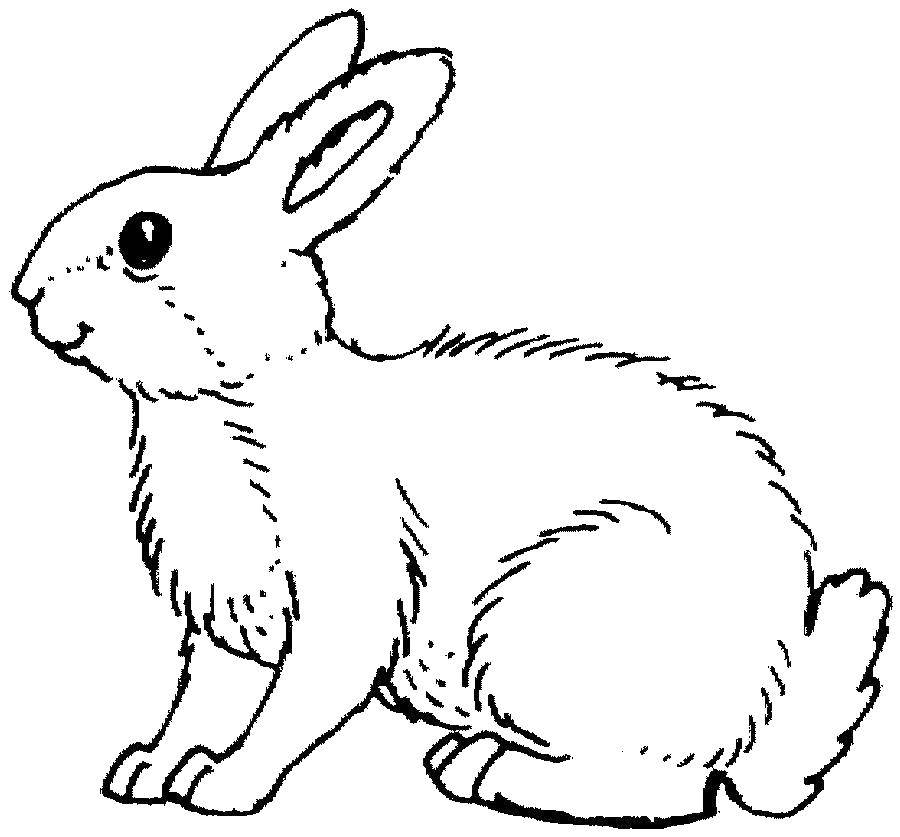 Coloring Fluffy Bunny. Category animals. Tags:  animals, rabbit, Bunny.