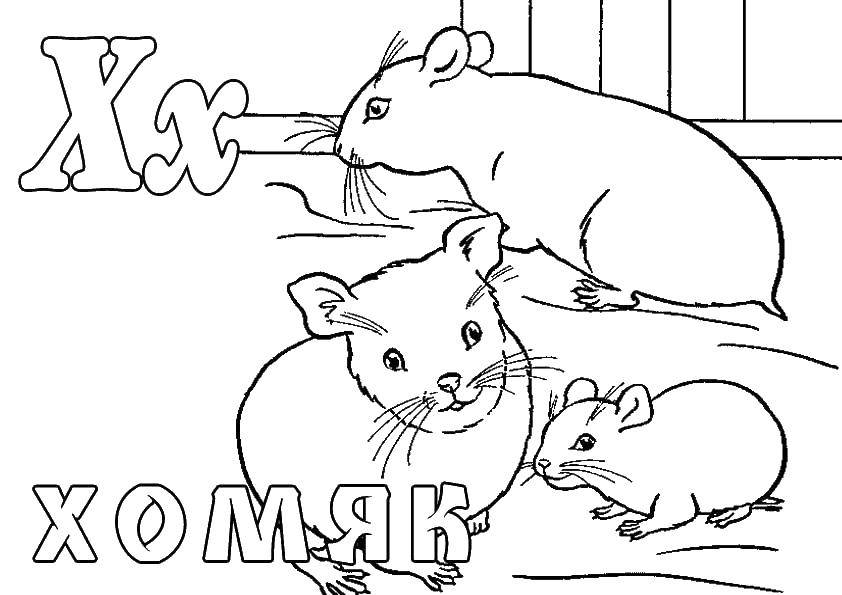 Coloring Hamster. Category zoo. Tags:  Hamster.
