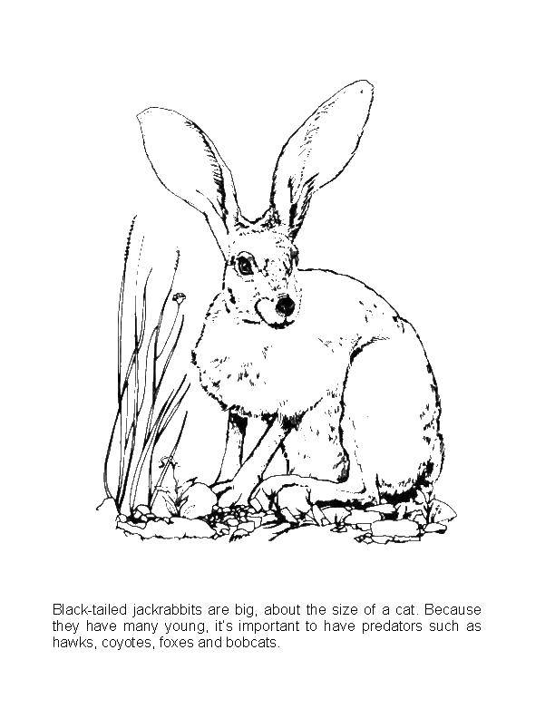 Название: Раскраска Кролик с большими ушками. Категория: животные. Теги: животные, заяц, кролик.