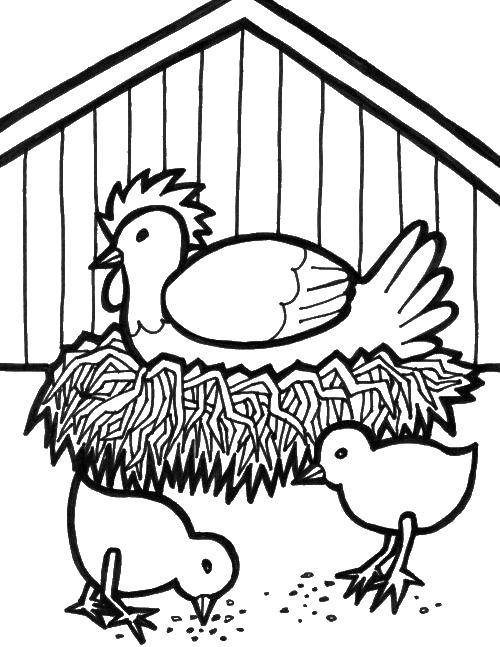 Coloring The hen and her little chickens. Category birds. Tags:  birds, chicken, chickens.