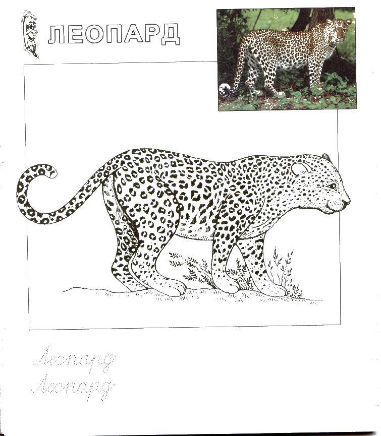 Название: Раскраска Леопард. Категория: зоопарк. Теги: Леопард.