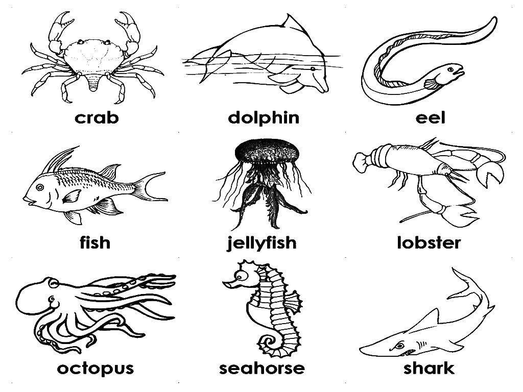 Название: Раскраска Морские обитатели с названиями на английском. Категория: животные. Теги: морские жители, вода, море, рыбы.