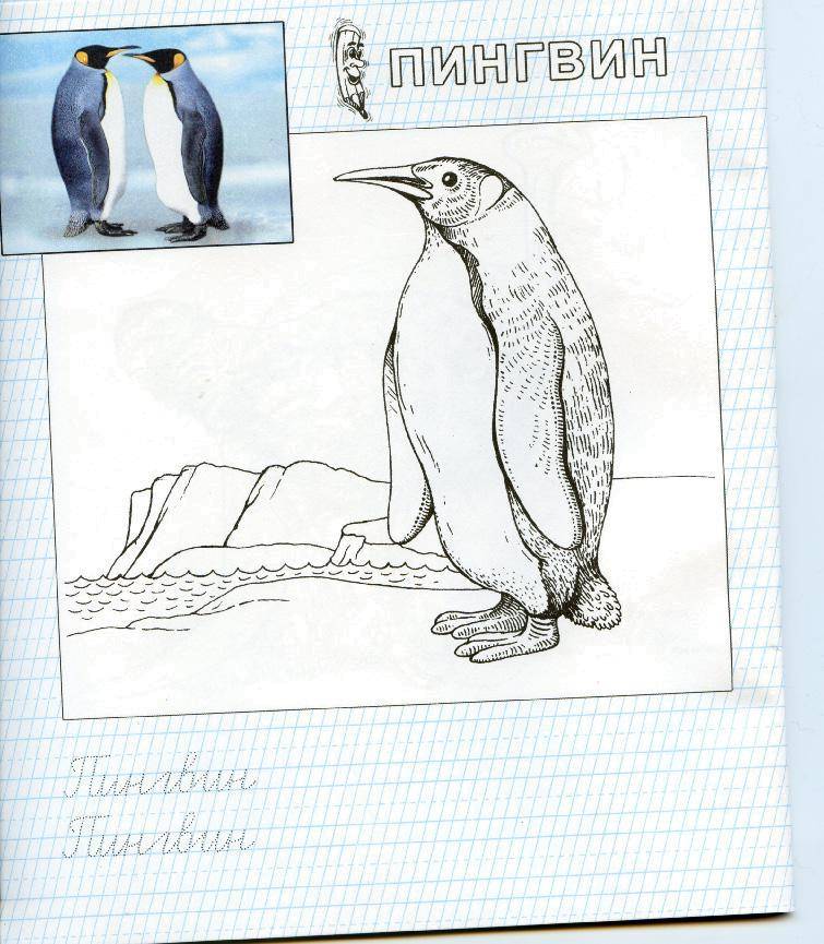 Название: Раскраска Пингвин. Категория: зоопарк. Теги: Пингвин.