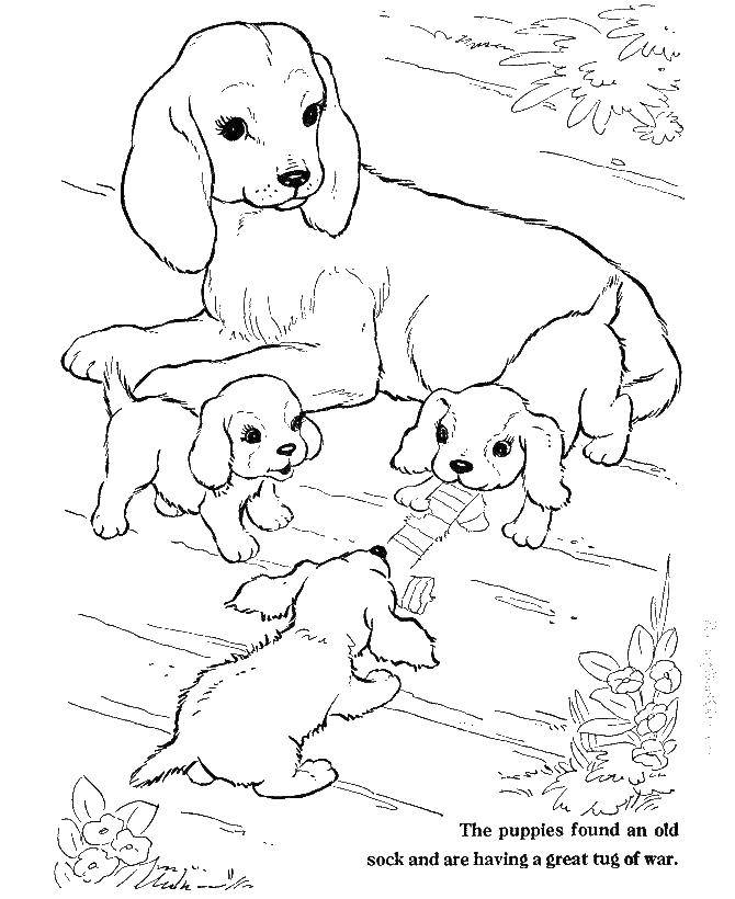 Название: Раскраска Собачки играют с носком. Категория: животные. Теги: животные, собака, щенок, пес.