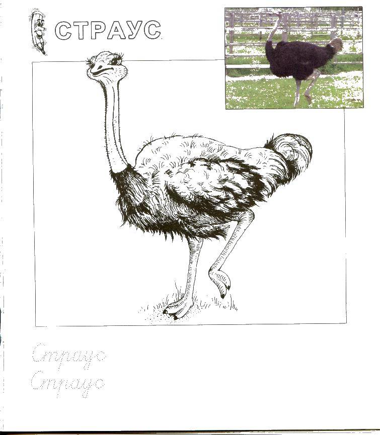 Coloring Ostrich. Category zoo. Tags:  Ostrich.