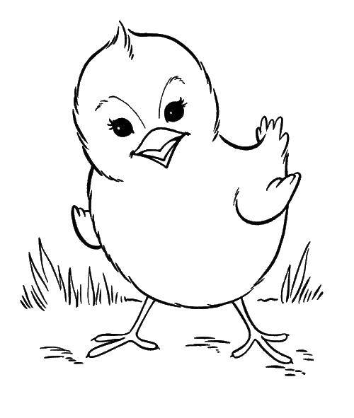 Coloring Chicken. Category animals. Tags:  animals, chick, chicken.