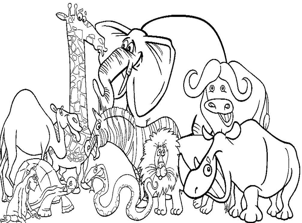 Coloring Animals. Category animals. Tags:  animals, animals, nature, wildlife.