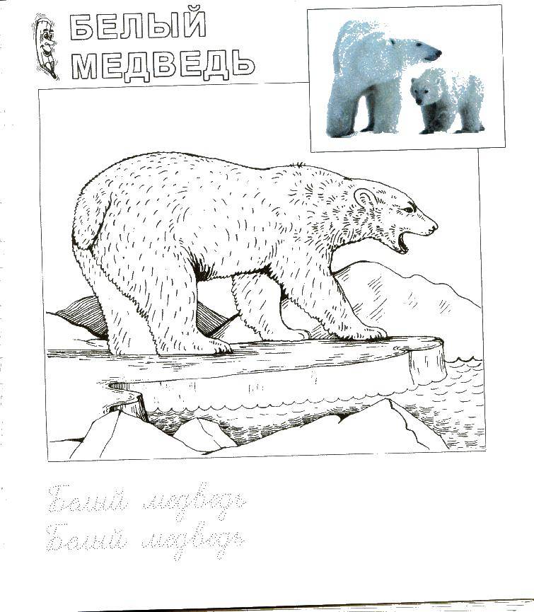 Название: Раскраска Белый медведь. Категория: зоопарк. Теги: медведь.