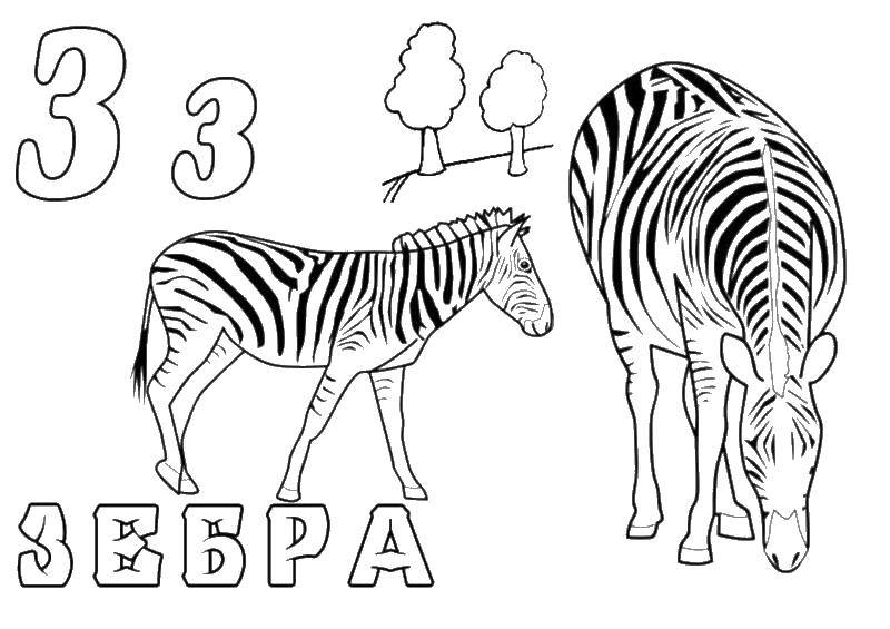 Название: Раскраска Зебра. Категория: зоопарк. Теги: зебра.