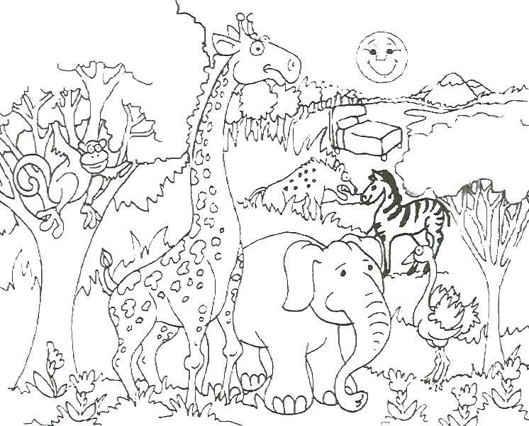 Coloring Animals. Category zoo. Tags:  Animals.