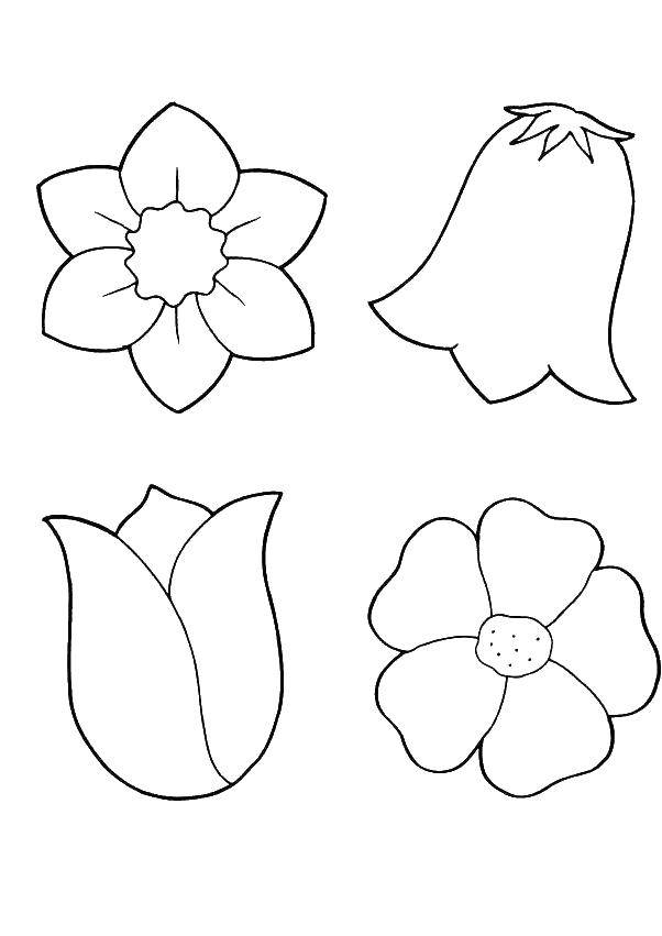Coloring The flower buds. Category Flowers. Tags:  petals, flowers, buds.