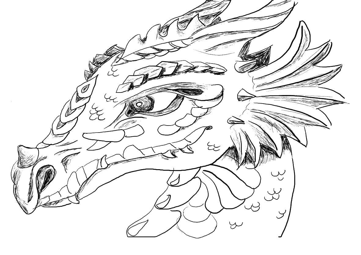 Голова дракона в этнической границе. Раскраска для взрослых. Zentangle.