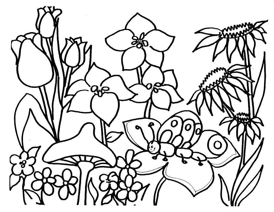 Название: Раскраска Лесная растительность. Категория: Цветы. Теги: Цветы.