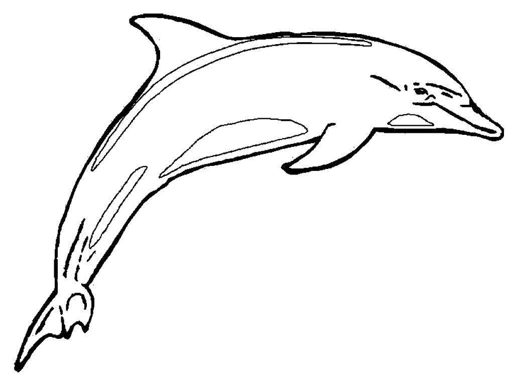 Название: Раскраска Блестящий дельфин. Категория: морское. Теги: Подводный мир, дельфин.