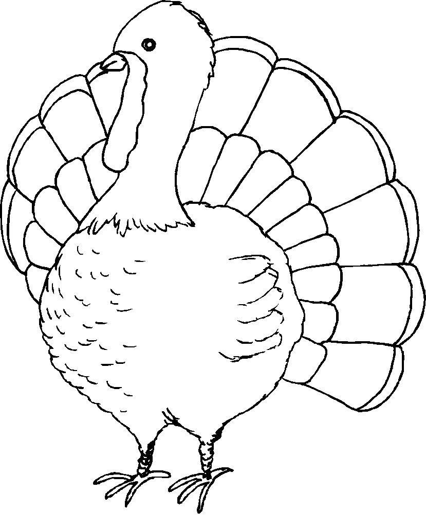 Coloring Turkey.. Category birds. Tags:  Poultry, Turkey.