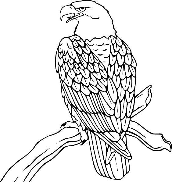 Coloring Eagle on a branch. Category birds. Tags:  Birds, eagle, mountains.