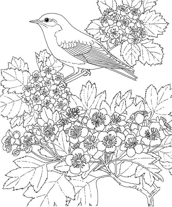 Coloring A bird sitting on a branch. Category birds. Tags:  Birds.