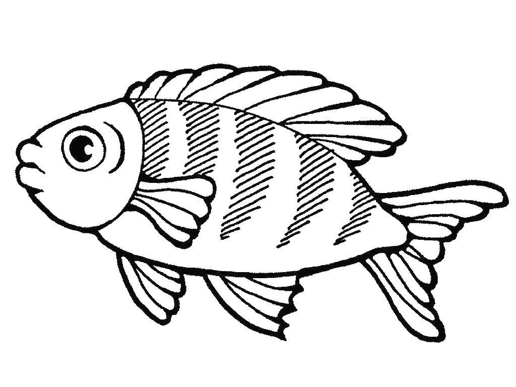 Розмальовки  Рибка полосатик. Завантажити розмальовку Підводний світ, риба.  Роздрукувати ,Риби,
