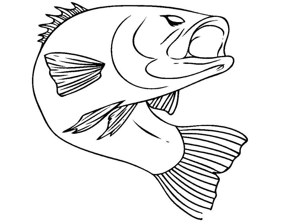 Название: Раскраска Злобная рыба. Категория: Рыбы. Теги: Подводный мир, рыба.