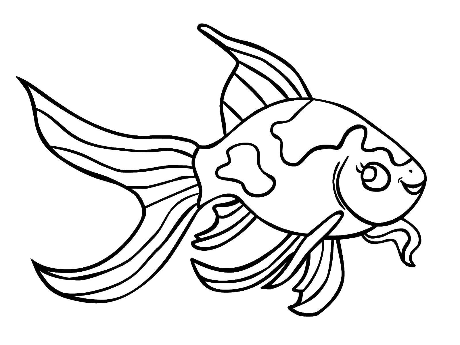 Название: Раскраска Игривая золотая рыбка. Категория: Рыбы. Теги: Подводный мир, рыба.
