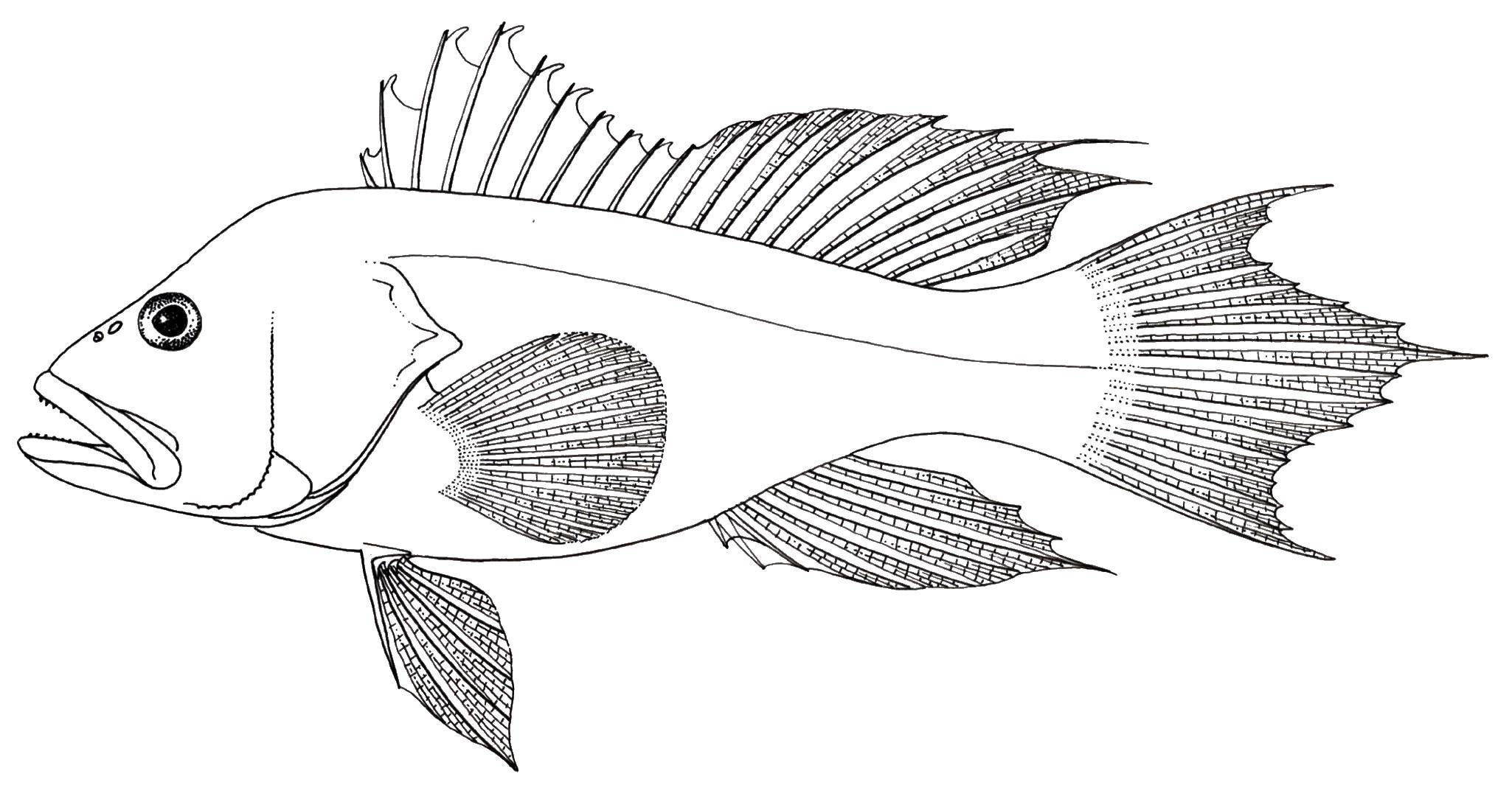 Coloring Fish.. Category Fish. Tags:  Underwater world, fish.