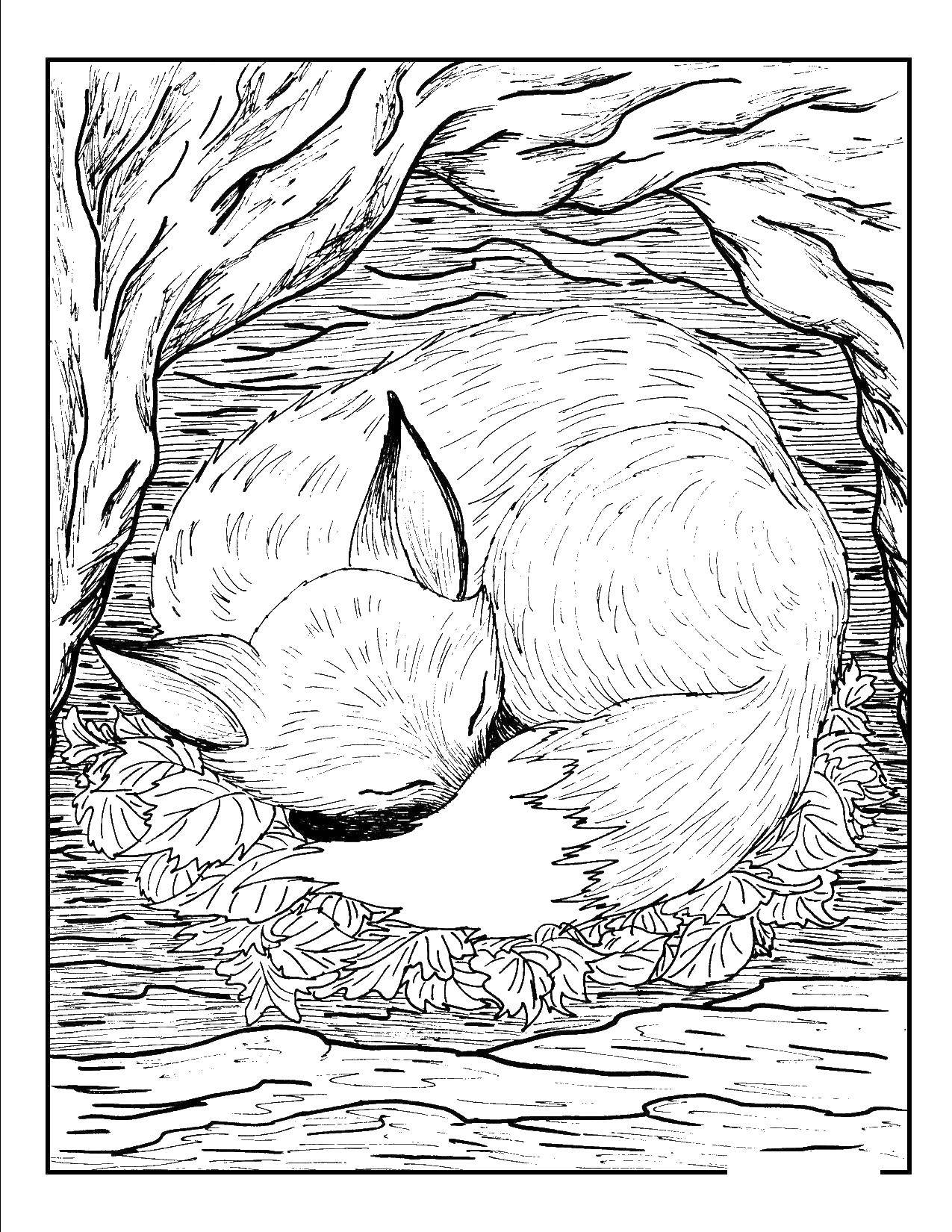 Название: Раскраска Лисица спит в норе. Категория: Животные. Теги: лиса, сон.