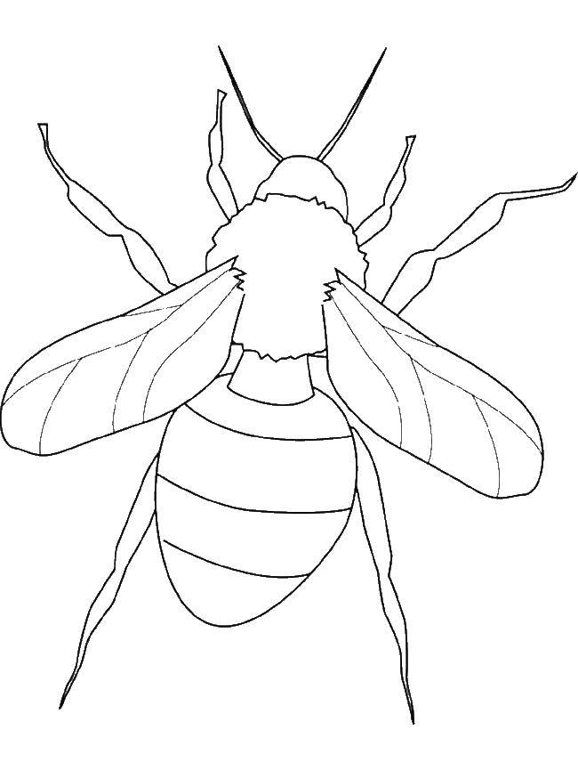 Название: Раскраска Пчела контур. Категория: Насекомые. Теги: пчела, контур.