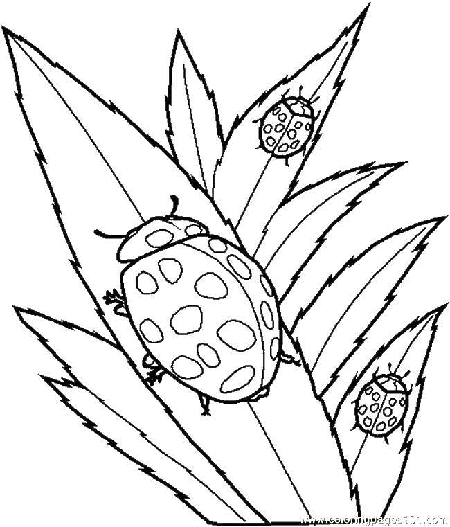Coloring Ladybugs on the leaves. Category Insects. Tags:  insects, ladybugs.