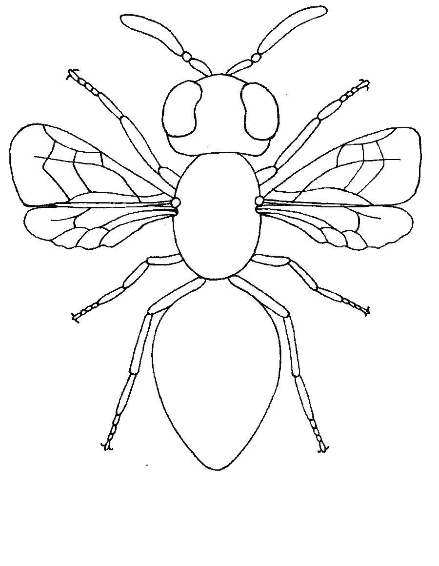 Coloring Fly. Category Insects. Tags:  insects, fly.