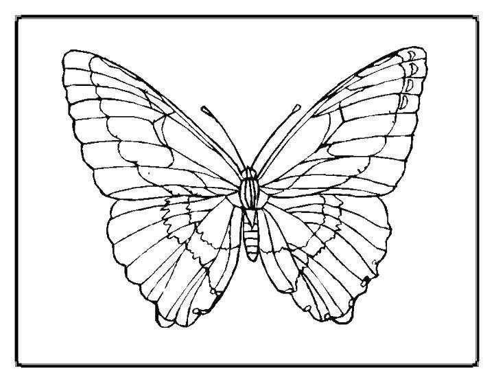 Название: Раскраска Красивые крылышки бабочки.. Категория: Бабочка. Теги: Бабочка, крыло.