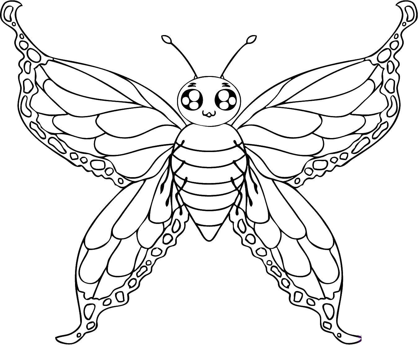 Название: Раскраска Бабочка с милой мордочкой. Категория: Бабочка. Теги: насекомые, бабочка.