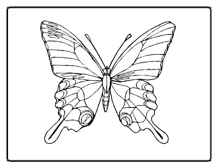 Название: Раскраска Бабочка с необычными крыльями. Категория: Бабочка. Теги: насекомые, бабочка.